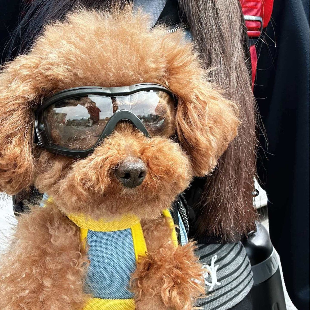 Adjustable TPU Dog Sunglasses  - огляд і ціна Snow Goggle Uv